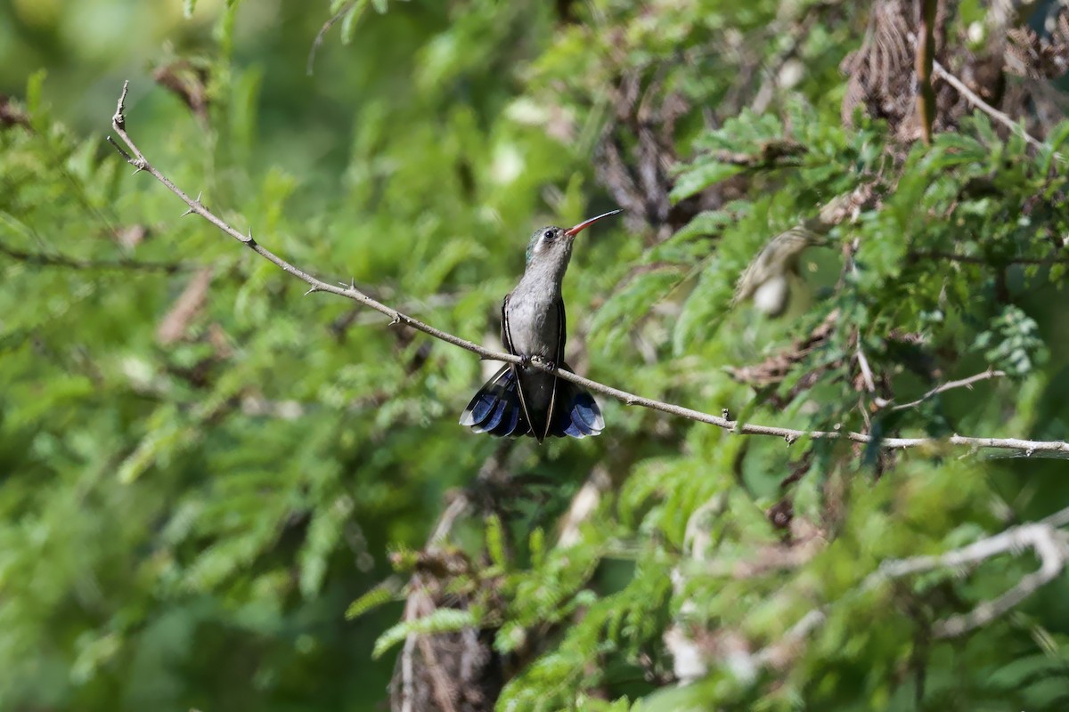Colibrí Piquiancho de Guerrero - ML646167387