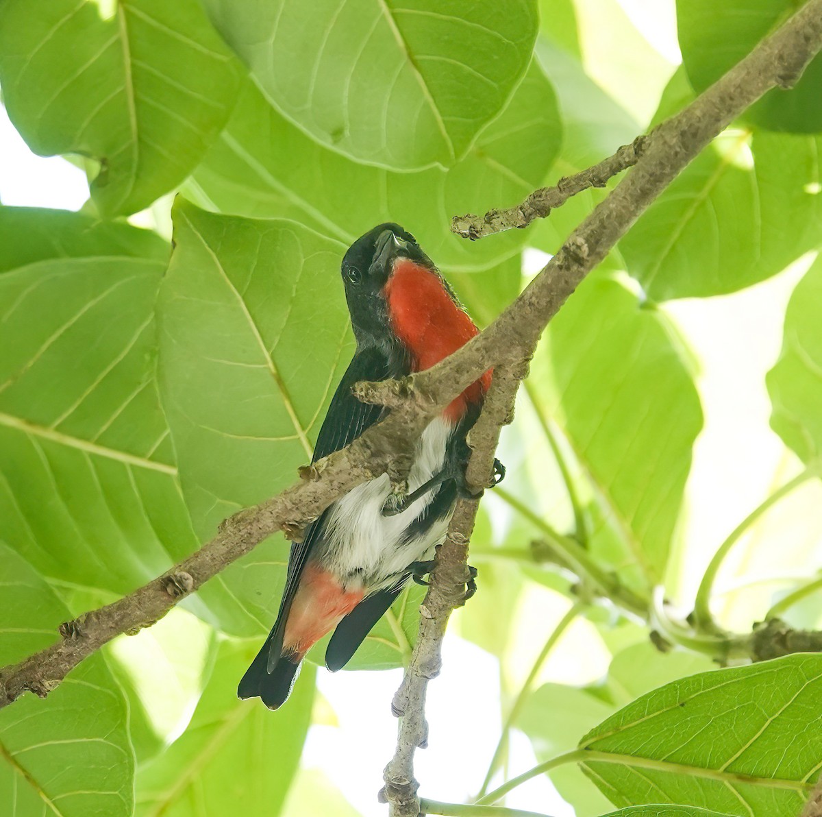 Mistletoebird - ML646167394