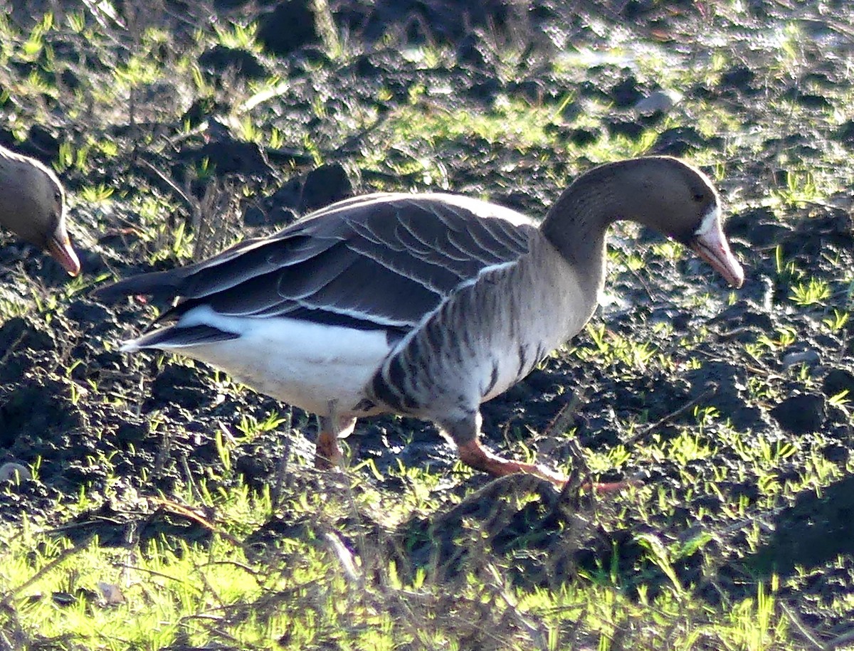 Greater White-fronted Goose - ML646167395