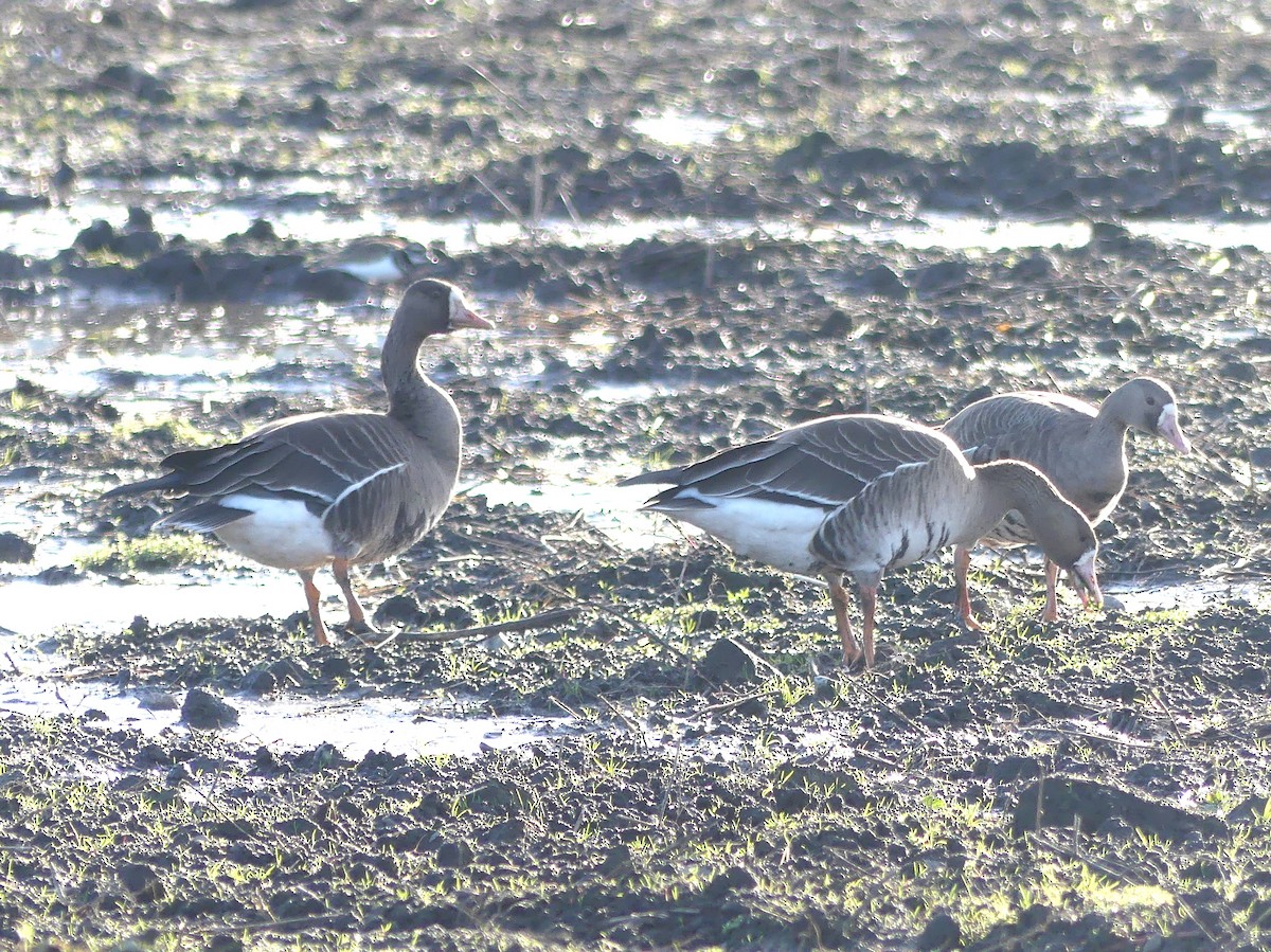 Greater White-fronted Goose - ML646167396