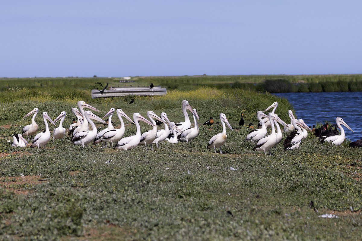 Australian Pelican - ML646167401