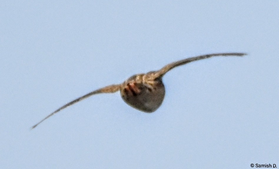 Common Quail - ML646167403