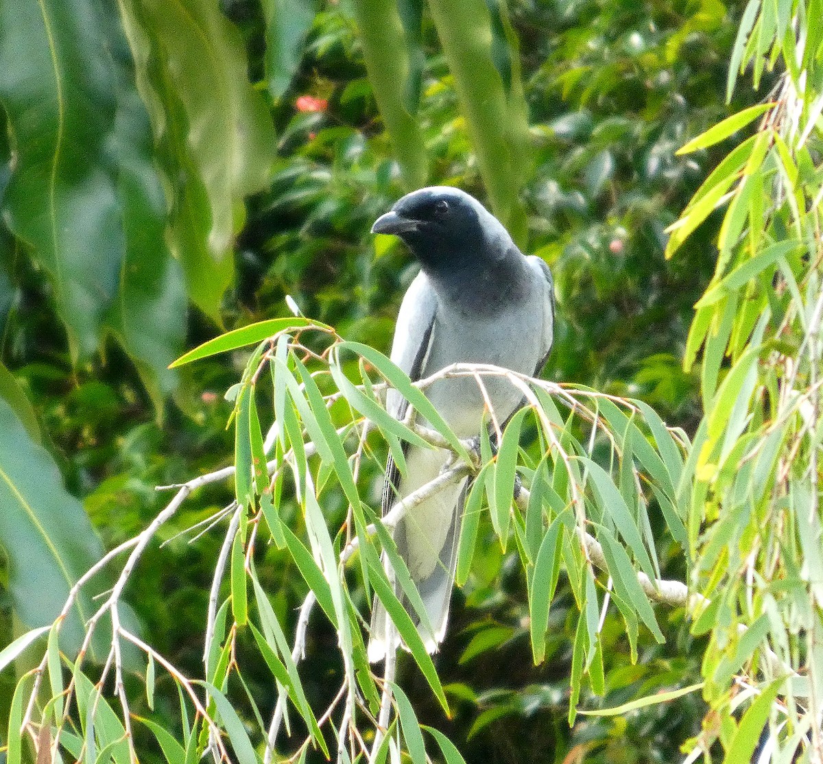 Black-faced Cuckooshrike - ML646167404