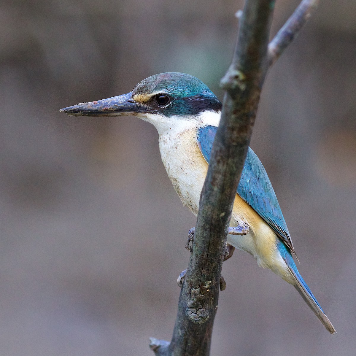 Sacred Kingfisher - ML646167417