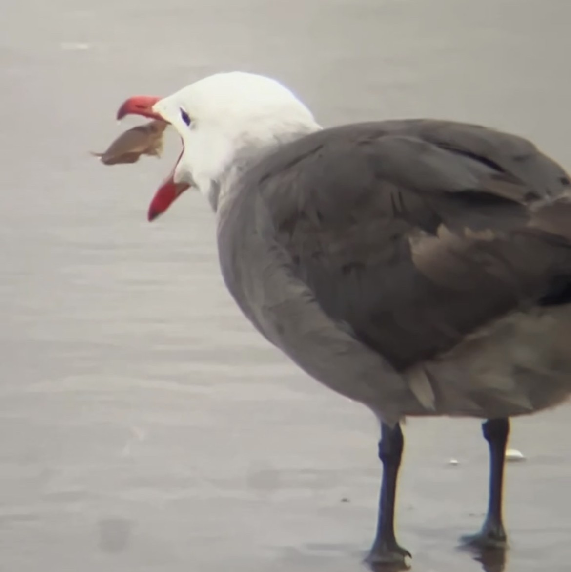 Heermann's Gull - ML646167419