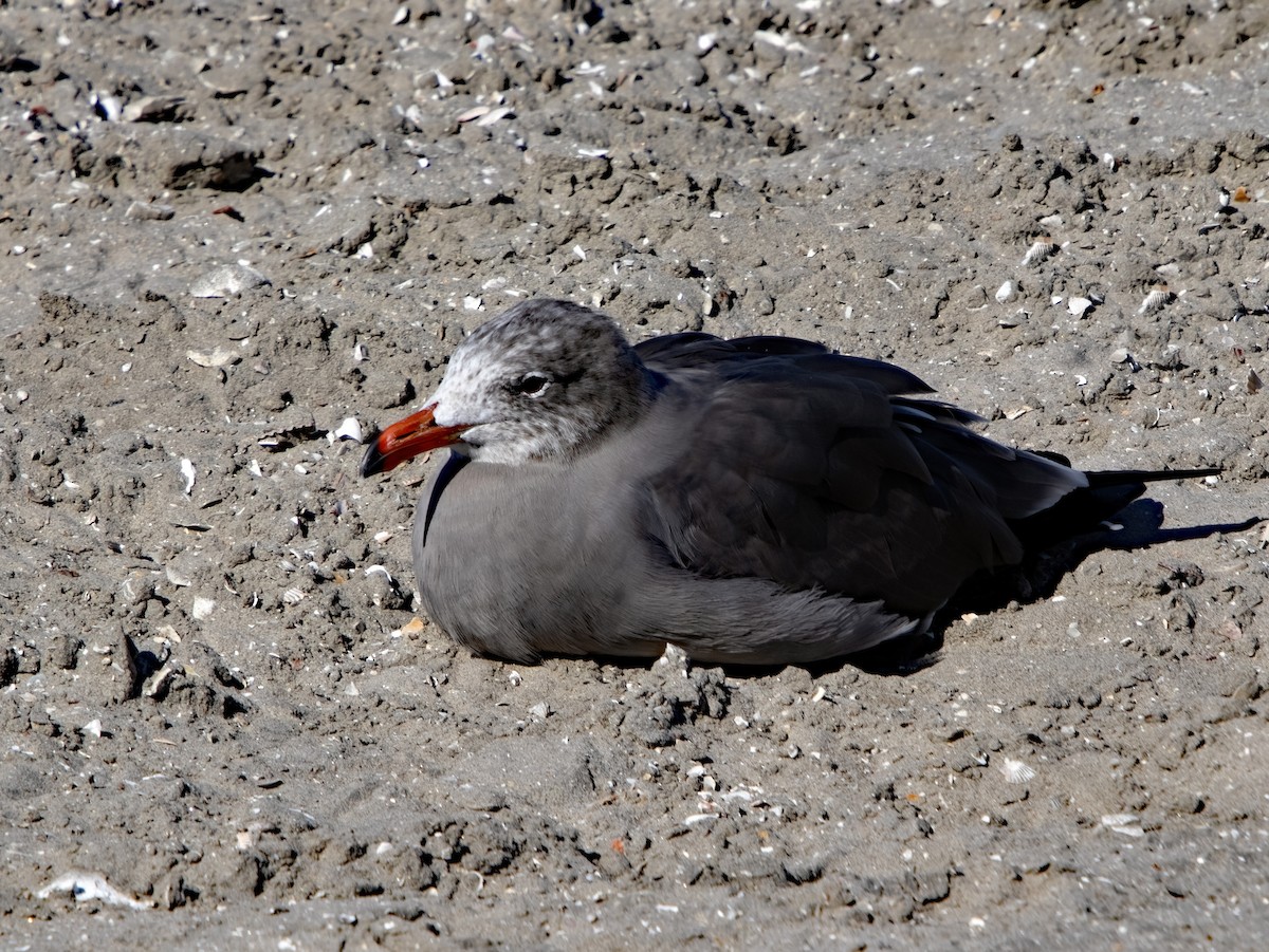 Gaviota Mexicana - ML646167423