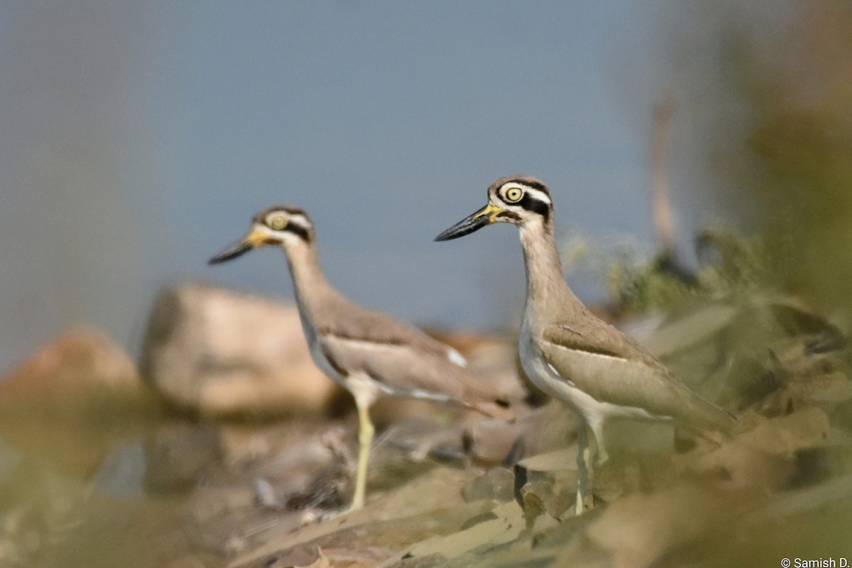 כרוון ענק - ML646167426