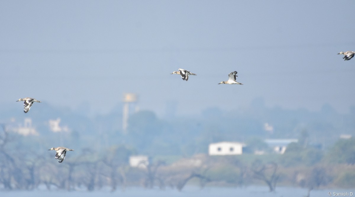 כרוון ענק - ML646167427