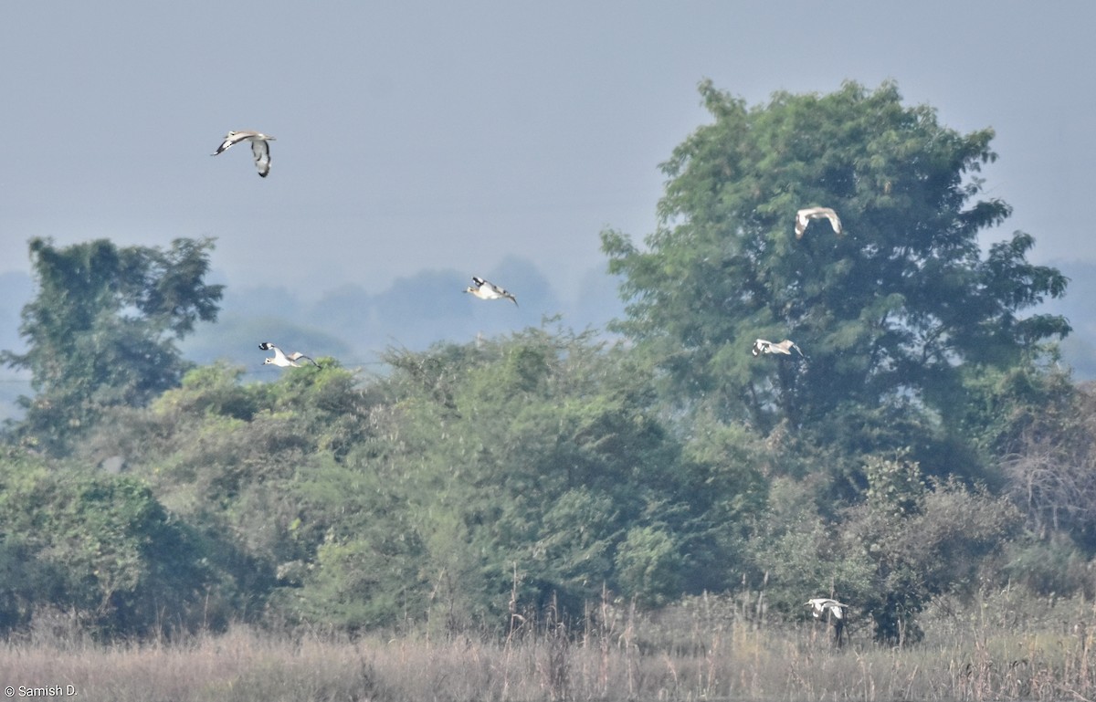 כרוון ענק - ML646167429