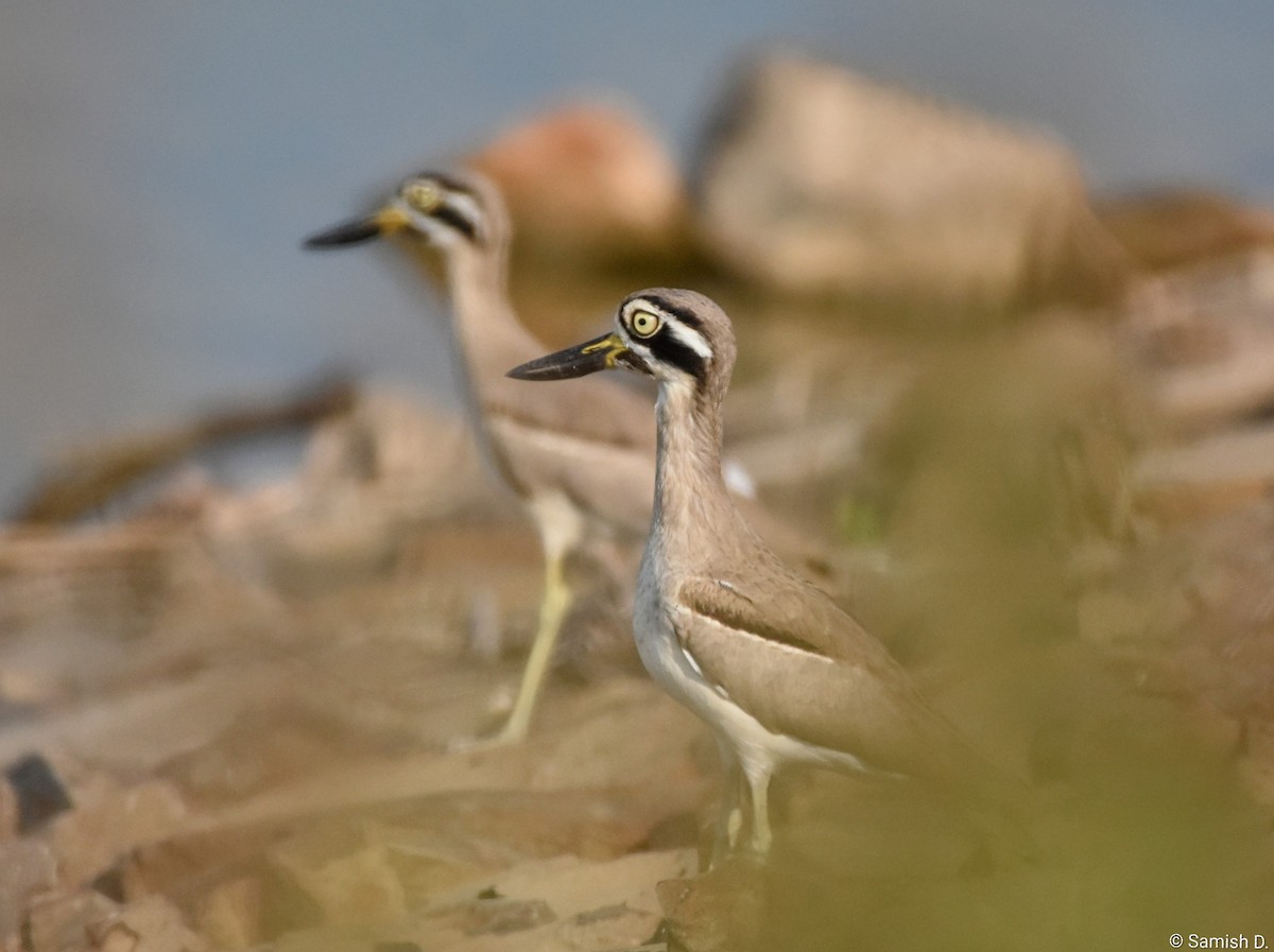 כרוון ענק - ML646167430