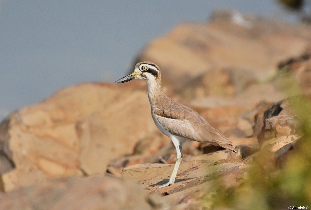 כרוון ענק - ML646167431
