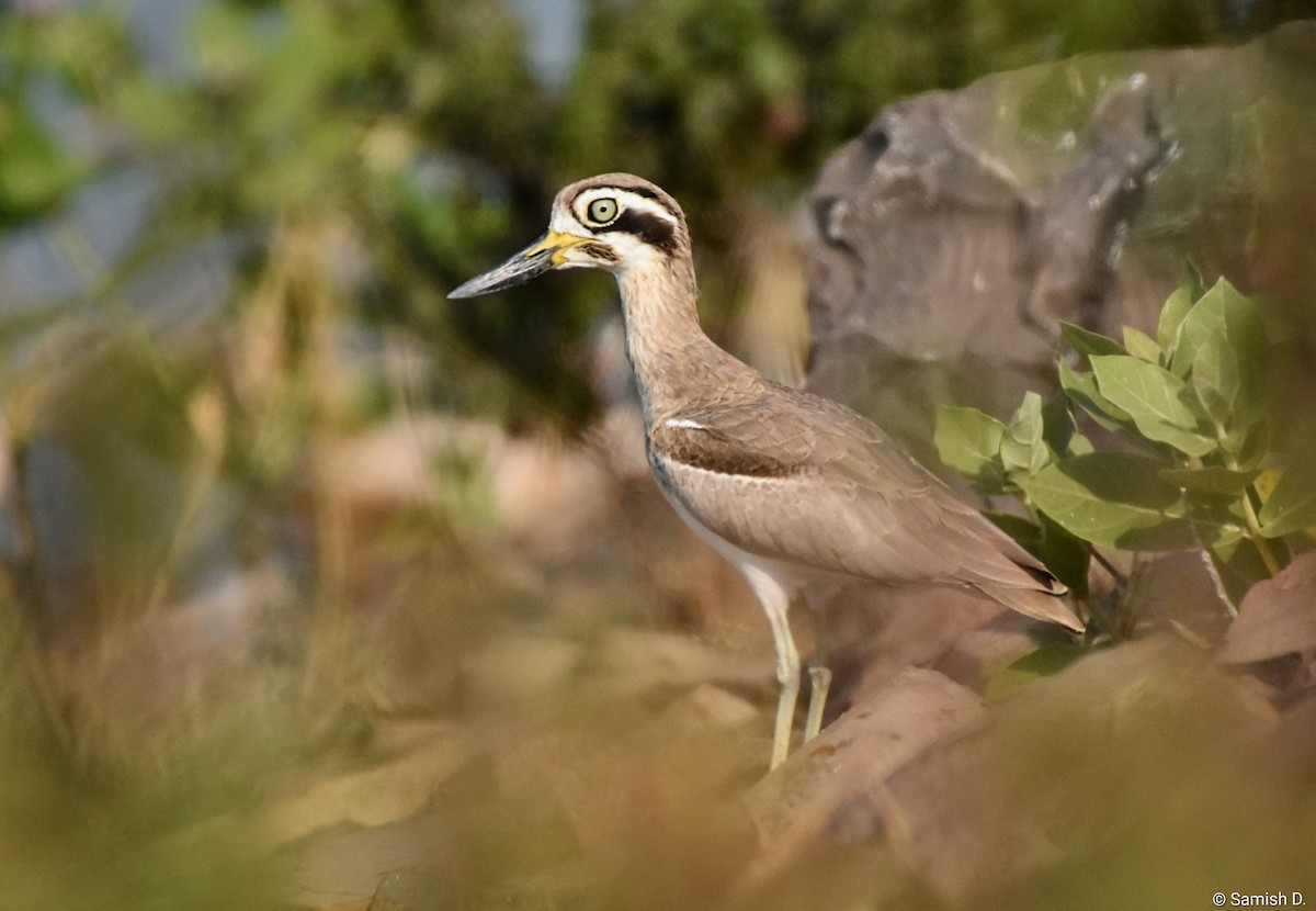כרוון ענק - ML646167432