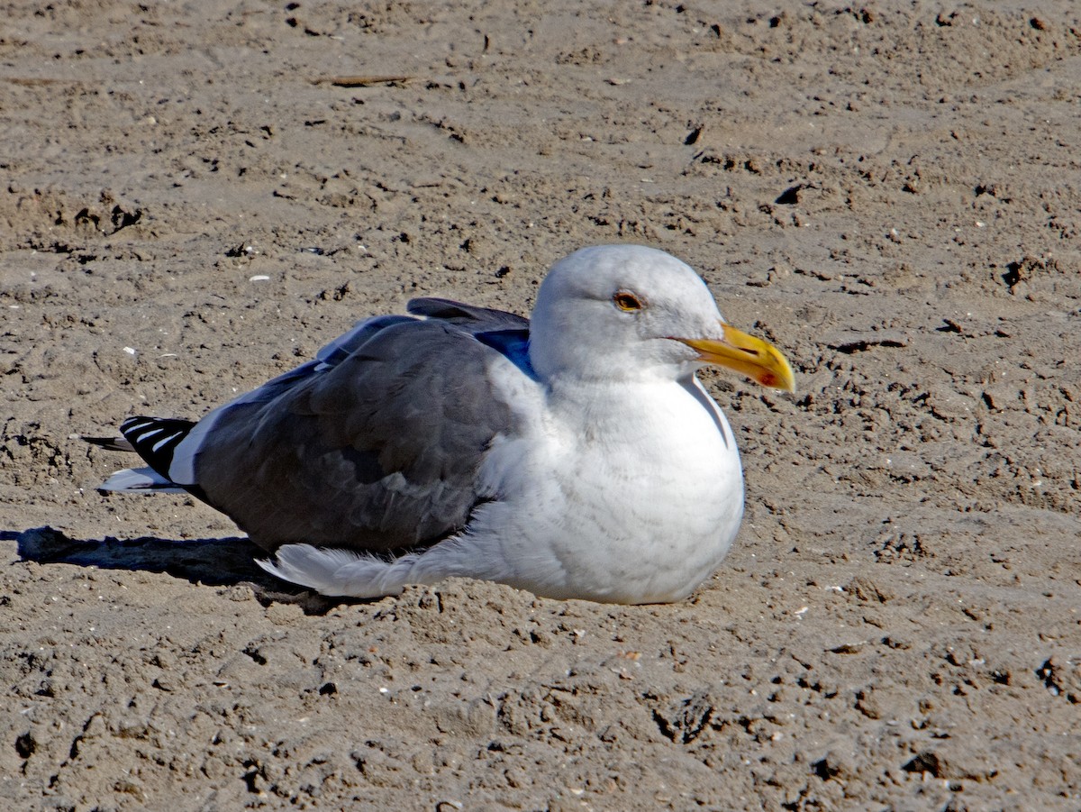 Gaviota Occidental - ML646167435
