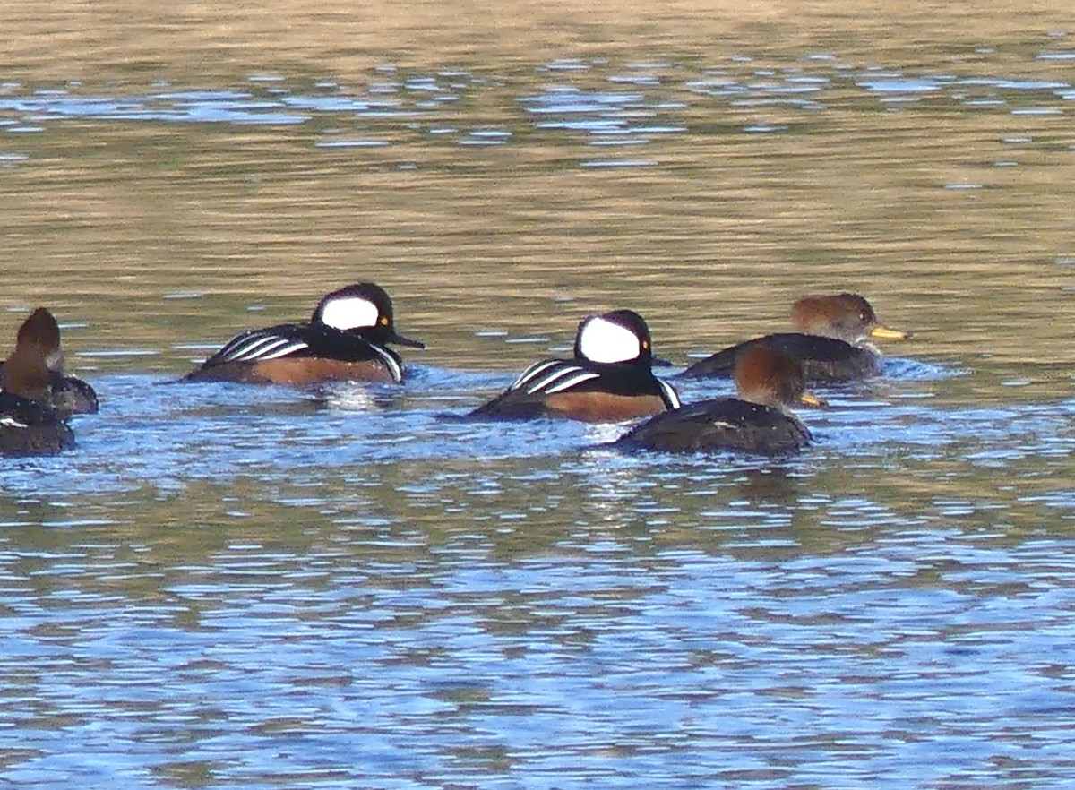 Hooded Merganser - ML646167437