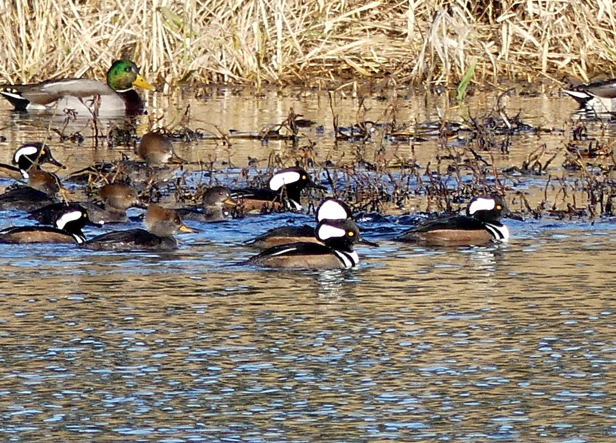 Hooded Merganser - ML646167438