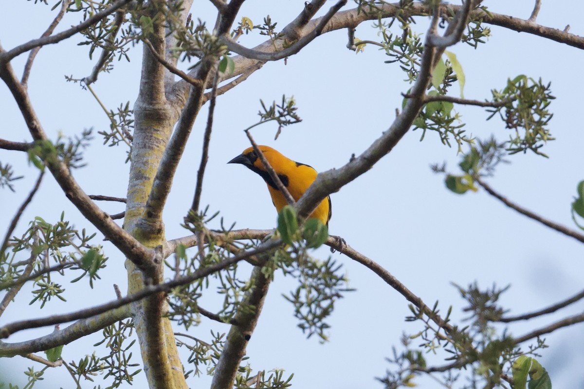 Altamira Oriole - ML646167442