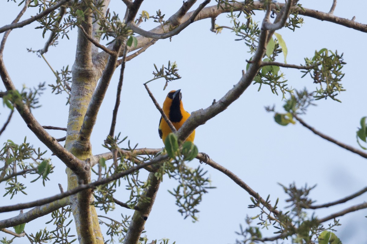 Altamira Oriole - ML646167444