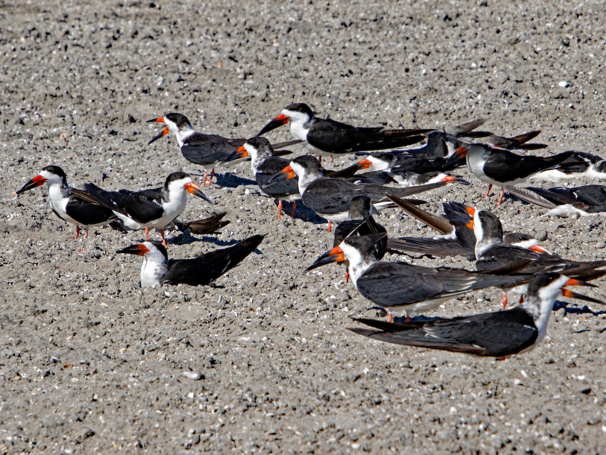 Rayador Americano - ML646167447