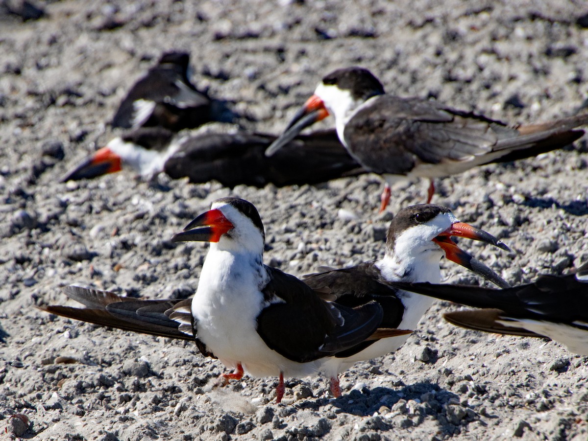 Rayador Americano - ML646167448