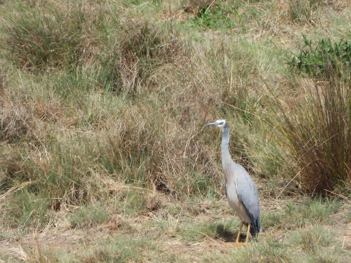 White-faced Heron - ML646167451