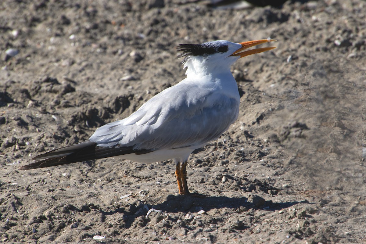 Charrán Real Americano - ML646167458