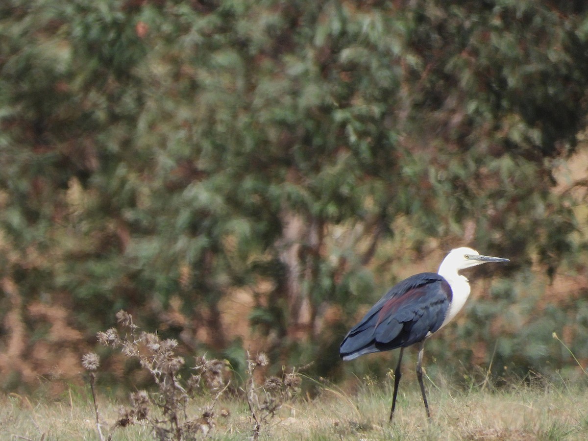 Pacific Heron - ML646167461