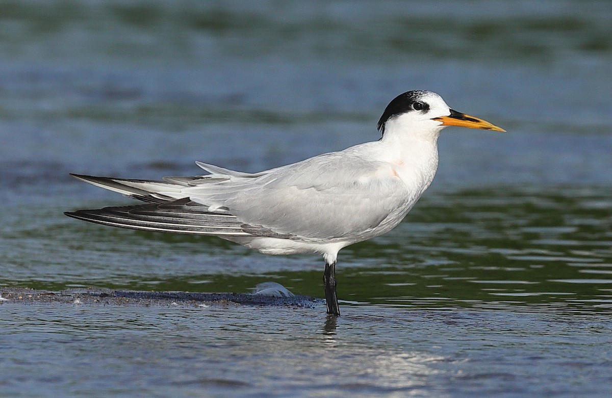 Txenada airosa - ML646167464