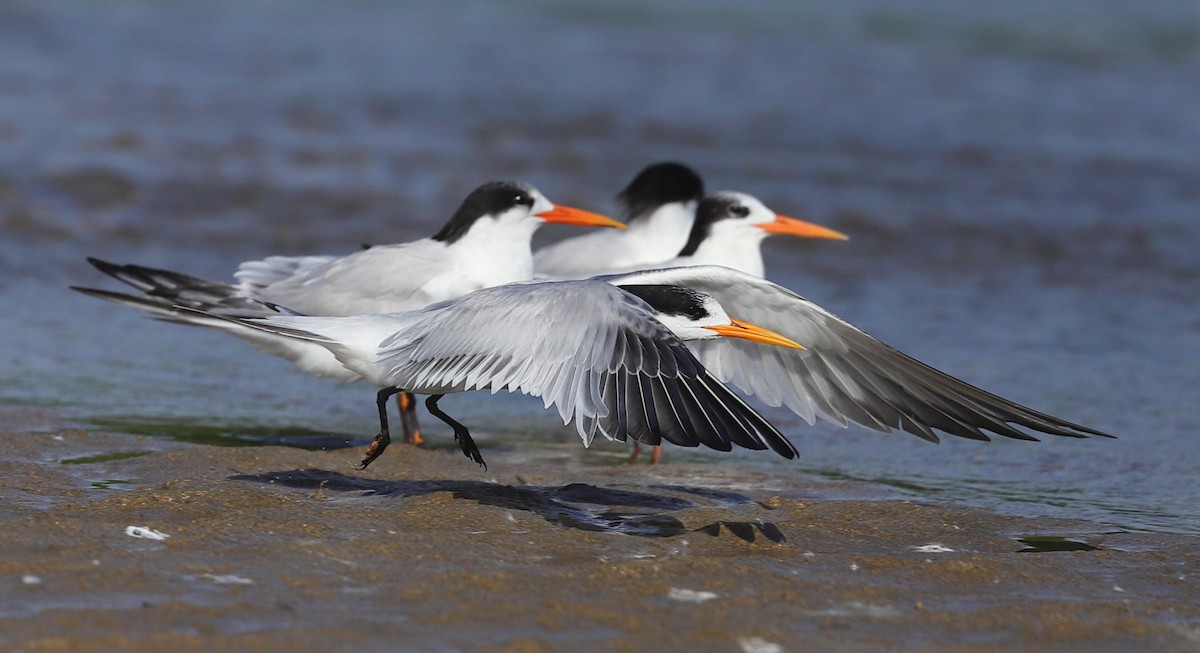 Txenada airosa - ML646167465