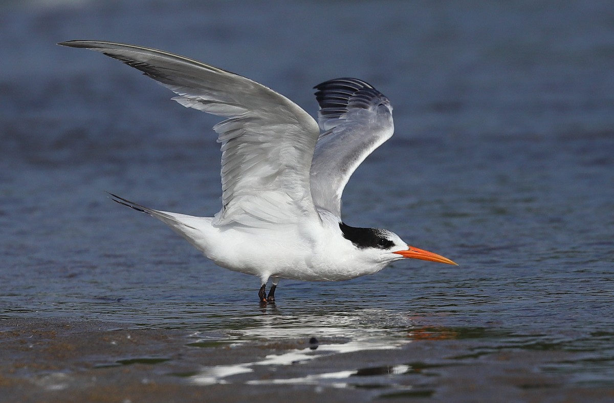 Txenada airosa - ML646167466