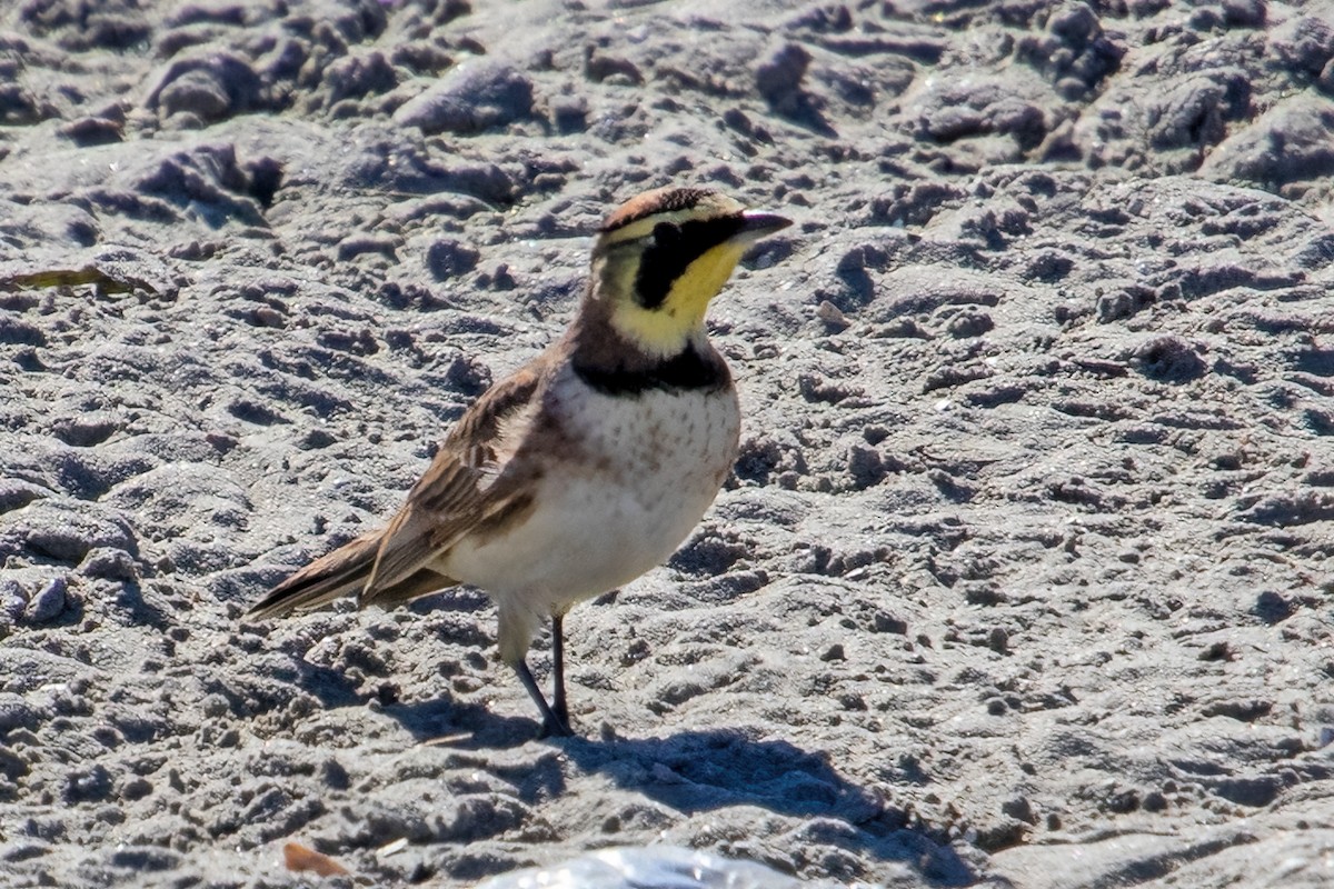 Hegatxabal adarduna - ML646167467