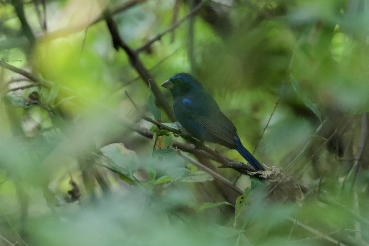 Blue Bunting (West Mexico) - ML646167468