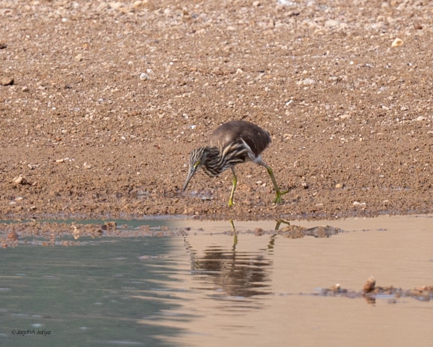 Indian Pond-Heron - ML646167469