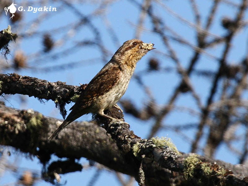 Lepitzulia - ML646167471