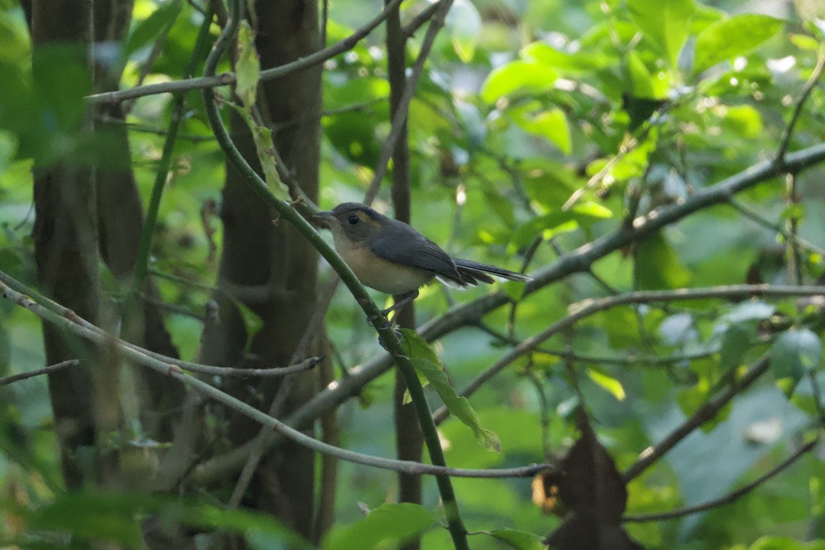 Red-breasted Chat (Red-breasted) - ML646167472