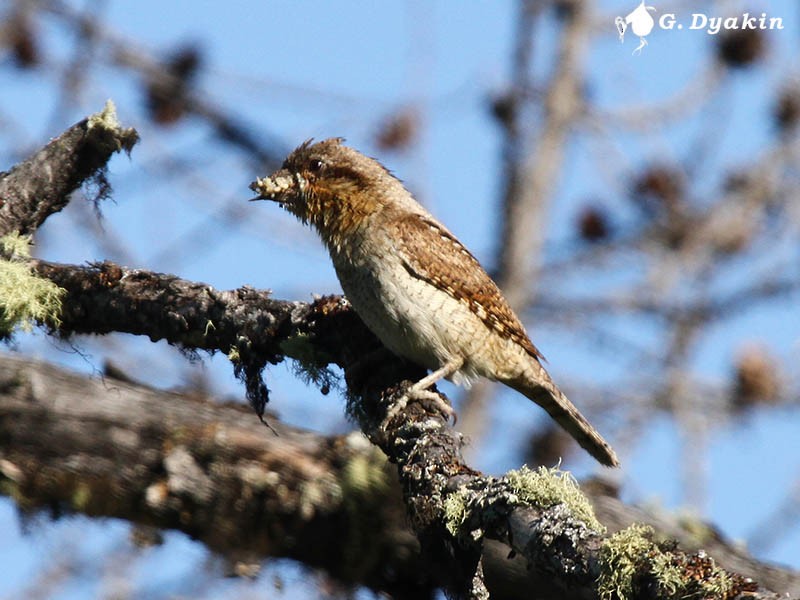 Lepitzulia - ML646167473