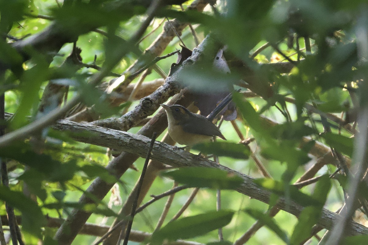 Red-breasted Chat (Red-breasted) - ML646167475