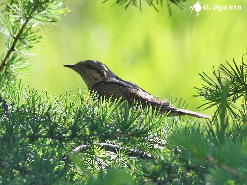 Lepitzulia - ML646167477