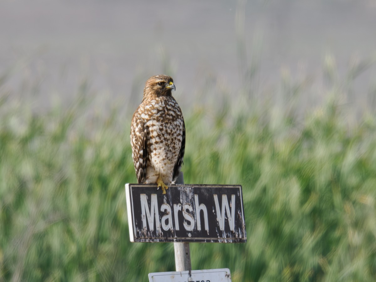 Red-shouldered Hawk - ML646167478