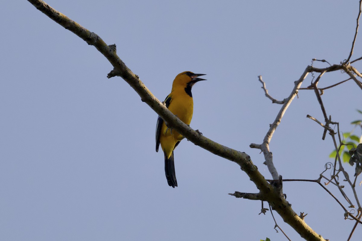 Streak-backed Oriole - ML646167479