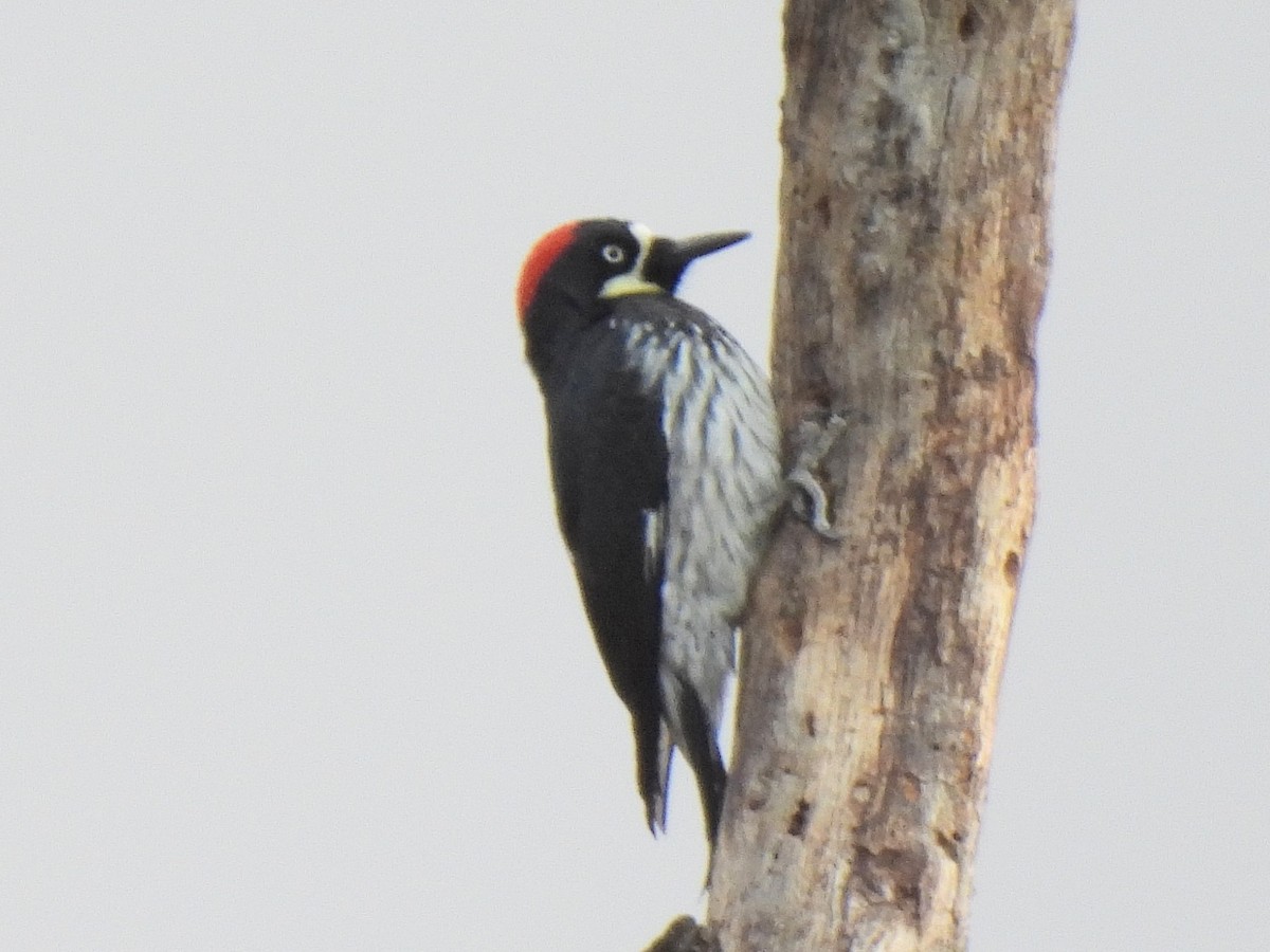Acorn Woodpecker - ML646167480