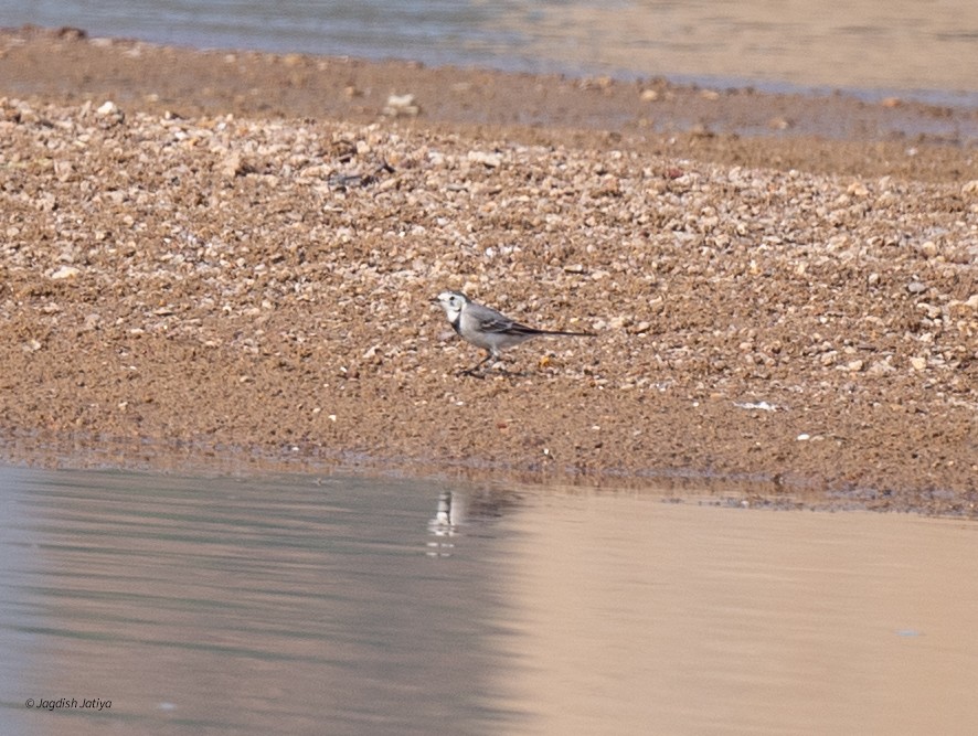 Buztanikara zuria - ML646167481