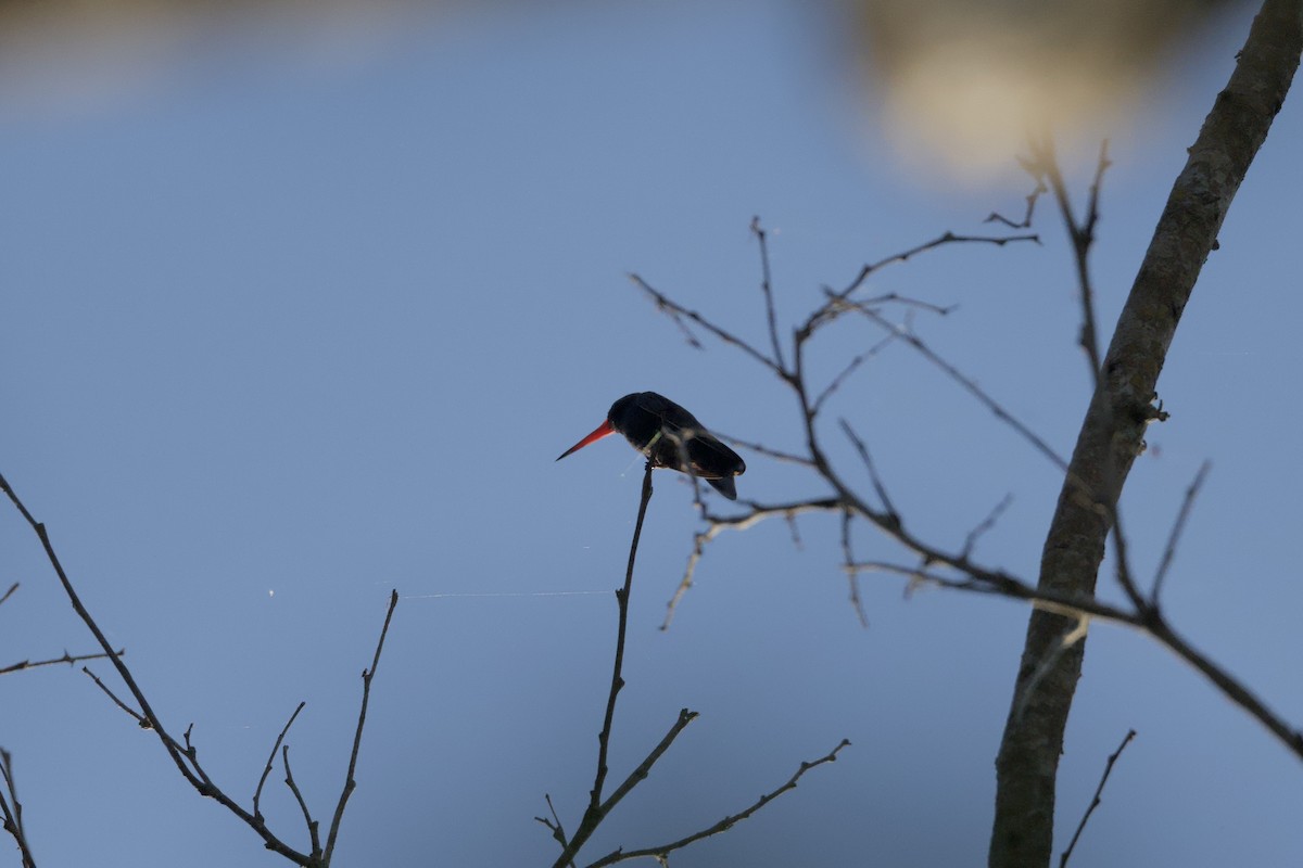 Turquoise-crowned Hummingbird - ML646167483