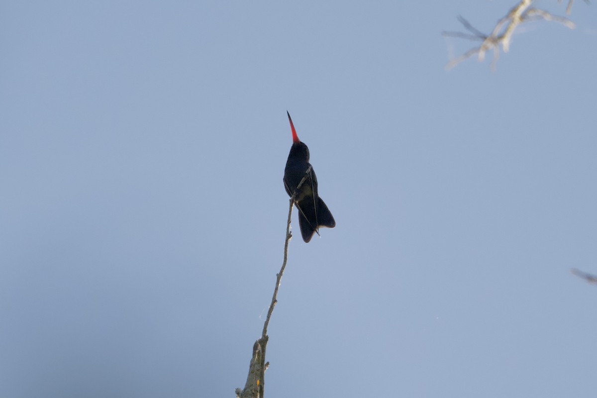 Turquoise-crowned Hummingbird - ML646167484