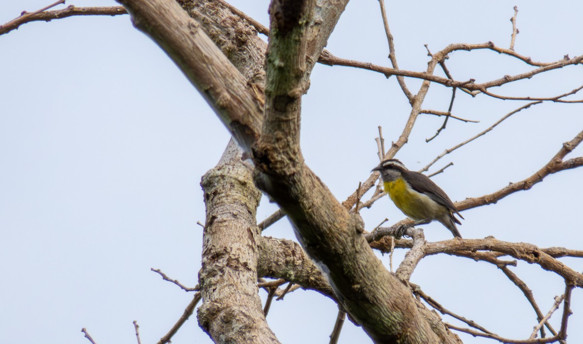 Bananaquit - ML646167486