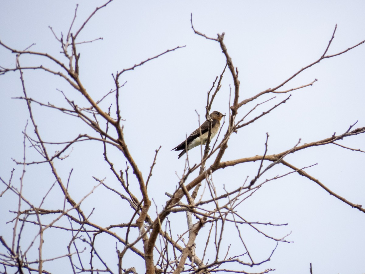 Southern Rough-winged Swallow - ML646167488