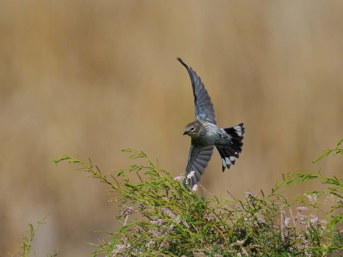 Yellow-rumped Warbler - ML646167491