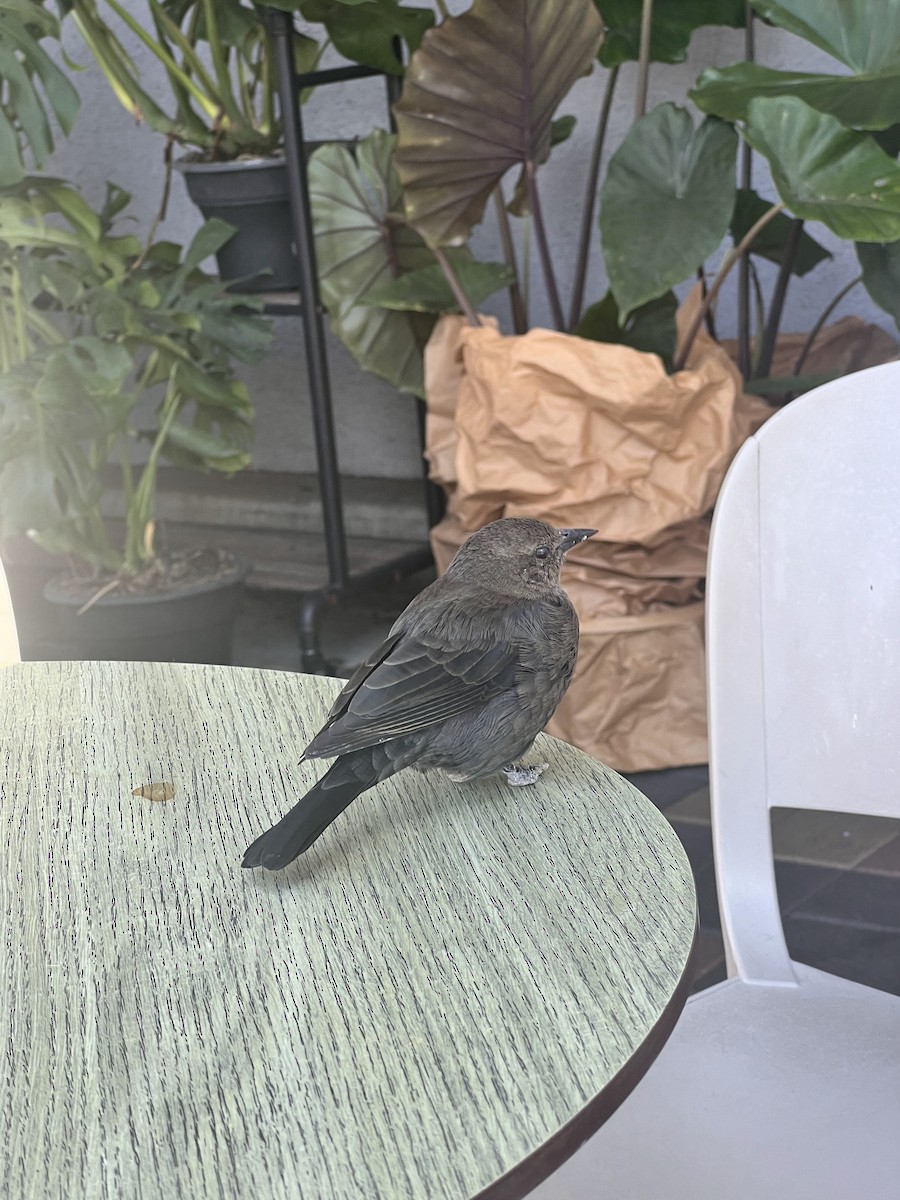 Brewer's Blackbird - ML646167495