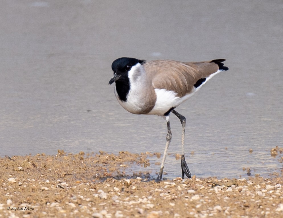 River Lapwing - ML646167496