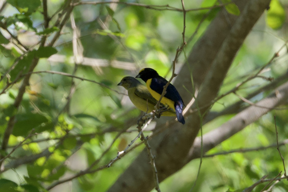 Scrub Euphonia - ML646167497