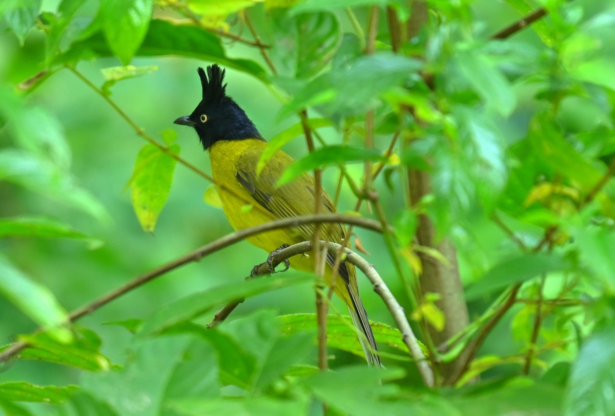 Black-crested Bulbul - ML646167498